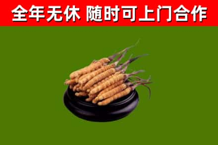 沿滩区回收冬虫夏草